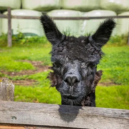 Matzhof Apartament *