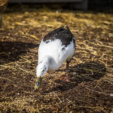 Apartament Matzhof *